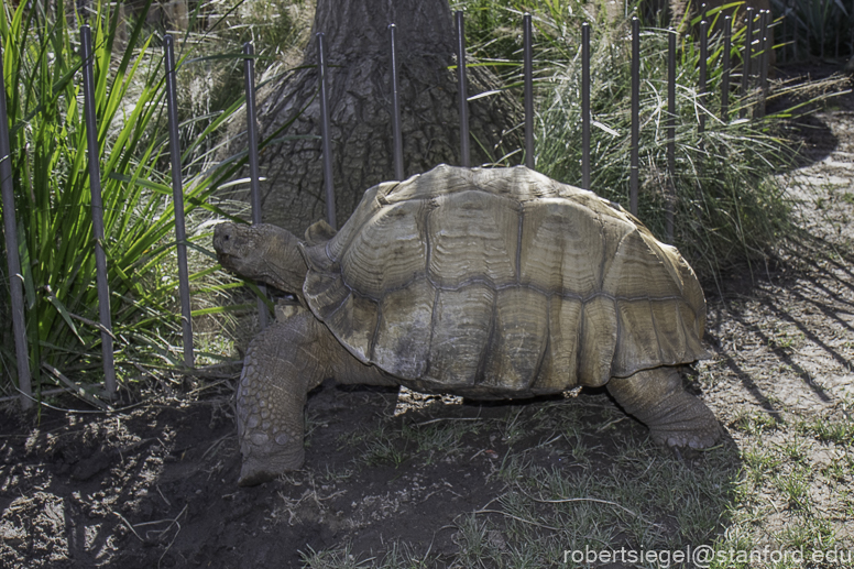 palo alto zoo 2022